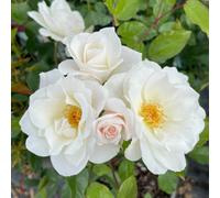 Yougarden Rose 'climbing Iceberg' 4 Litre Pot, Gift Wrapped