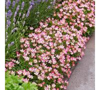 Yougarden Rose 'cutie Pie', 1 X Plant In 9Cm Pot, Ready To Plant
