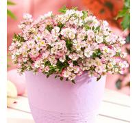 Yougarden Rose Cutie Pie Three Established Plants In 9Cm Pots Ready For Planting