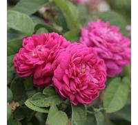 YouGarden Rose 'de Rescht', 1 x Bare Root Damask Shrub Rose, Highly Fragrant Purple Crimson Flowers, Compact, Repeat Flowering, Ready To Plant