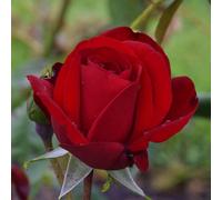 Yougarden Rose 'dublin Bay' 4 Litre Potted, Gift Wrapped