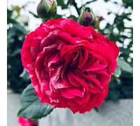 YouGarden Rose 'Duke of Edinburgh' in 3-4 Litre Pot