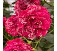 Yougarden Rose 'duke Of Edinburgh' In 4 Litre Pot, Gift Wrapped