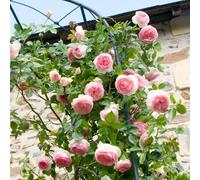 Yougarden Rose 'eden' 4 Litre Pot