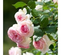 YouGarden Rose 'Eden' 4 Litre Pot