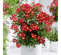 YouGarden Rose Everglow Ruby, Set of Three Established Plants in 9cm Pots, Ready For Planting