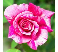 Yougarden Rose 'ferdinand Pichard', 1 X Bare Root Shrub Rose, Striped Pink Crimson Flowers, Strong Fragrance, Rhs Award Garden Mer