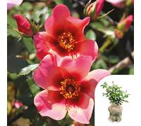 Yougarden Rose For Your Eyes Only, Gift Wrapped Established Plant In 4 Litre Pot, Ready To Plant Rose, Summer To Autumn Flowering