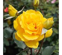 YouGarden Rose 'Golden Perfume', Gift Wrapped, 4 Litre Potted