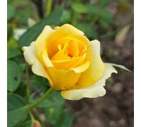 YouGarden Rose 'Golden Perfume', Gift Wrapped, 4 Litre Potted