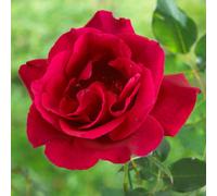 Yougarden Rose 'guinée', 2 X Climbing Bare Roots, Deep Crimson Fragrant Climbers, Ready To Plant