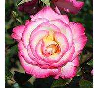 YouGarden Rose 'Handel' 4 Litre Pot
