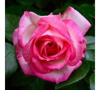 Yougarden Rose 'handel' 4 Litre Pot, Gift Wrapped