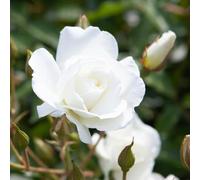 YouGarden Rose 'Iceberg', Gift Wrapped Floribunda White Repeat Flowering Fragrant RHS AGM Hardy Garden Plant, 1 x 4 Litre Pot