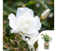 Yougarden Rose 'iceberg', Gift Wrapped Floribunda White Repeat Flowering Fragrant Rhs Agm Hardy Garden Plant, 1 X 4 Litre Pot