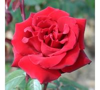 YouGarden Rose 'Ingrid Bergman', Established Plant in 3 Litre Pot, Ready to Plant for Red Hybrid Tea Flowers, For Pots, Beds, and Borders