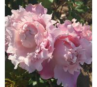 Yougarden Rose 'king Charles Coronation' In 4 Litre Pot, Ready To Plant