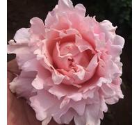 YouGarden Rose 'King Charles Coronation' in 4 Litre Pot, Ready to Plant