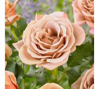 Yougarden Rose 'koko Loko', 2 X Bare Root Hybrid Tea Roses, Colour-Changing And Fragrant, For Pots And Borders