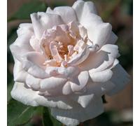 Yougarden Rose 'madame Alfred Carrière', Bare Root Climbing Rose, Creamy White Highly Fragrant Flowers, Thornless Stems