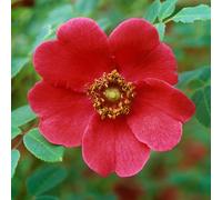 Yougarden Rose Moyesii 'geranium', 2 X Bare Roots, Rhs Award, Red Shrub Roses, Hardy Pollinator Friendly