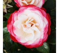 Yougarden Rose 'nostalgia' In 4 Litre Pot, Gift Wrapped, Repeat Flowering Bush Rose With White Flowers Edged In White, Ready To Pl