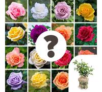 Yougarden Rose Nurseryman's Choice, Gift Wrapped Established Plant In 3L Pot, Ready To Plant, Lucky Dip Rose Selection, For Summer