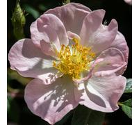 Yougarden Rose 'open Arms' 4L Pot, Gift Wrapped