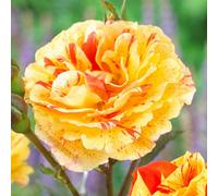 Yougarden Rose Oranges And Lemons Papagena, Gift Wrapped In 4L Pot Ready For Planting
