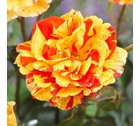 YouGarden Rose Oranges and Lemons Papagena in 3-4L Pot Ready For Planting
