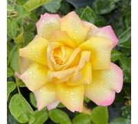 YouGarden Rose 'Peace', Established Plant in 3-4L Pot, Ready to Plant, For Pots, Beds, and Borders