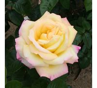 YouGarden Rose 'Peace', Established Plant in 3-4L Pot, Ready to Plant, For Pots, Beds, and Borders