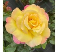 Yougarden Rose 'peace', Gift Wrapped Established Plant In 4 L Pot, Ready To Plant, For Pots, Beds, And Borders