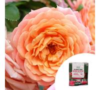 YouGarden Rose 'Peach Melba' Climbing Bare Root x2 with Rose Fertil...