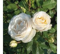 Yougarden Rose 'pearl Vaza', 1 X 3-4 Litre Pot, White Fragrant Blooms, Repeat Flowering Garden Shrub