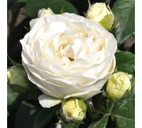YouGarden Rose 'Pearl Vaza', 1 x 3-4 Litre Pot, White Fragrant Blooms, Repeat Flowering Garden Shrub