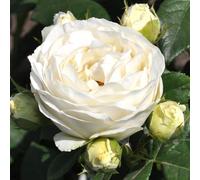 YouGarden Rose 'Pearl Vaza', 1 x 3-4 Litre Pot, White Fragrant Blooms, Repeat Flowering Garden Shrub