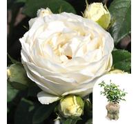 Yougarden Rose 'pearl Vaza', Gift Wrapped 1 X 3-4 Litre Pot, White Fragrant Blooms, Repeat Flowering Garden Shrub