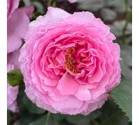 YouGarden Rose 'Platinum Jubilee', 1 x Bare Root, Ready to Plant