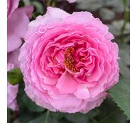 YouGarden Rose 'Platinum Jubilee' Bare Root