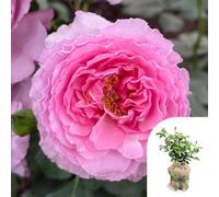 Yougarden Rose Platinum Jubilee In A 3-4 Litre Pot, Gift Wrapped