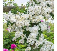Yougarden Rose 'rambling Rector', 1 X Bare Root, Fragrant Creamy Blooms, Rhs Award Vigorous, 6 Metre Garden Cover