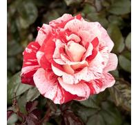 YouGarden Rose 'Raspberry Ripple' Papageno, 4 Litre Potted, Ready to Plant