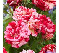 Yougarden Rose 'raspberry Ripple' Papageno, Gift Wrapped 4 Litre Potted, Ready To Plant