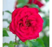 YouGarden Rose 'Red Rumble' Bare Root Rose, Hybrid Tea, Fragrant Red Blooms, Garden Colour, Ready To Plant