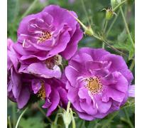 Yougarden Rose 'rhapsody In Blue', Gift Wrapped Established Plant In 4L Pot, Ready To Plant