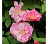 Yougarden Rose 'rosa Mundi', 1 X Bare Root, Striped Fragrant Old Garden Rose, Rhs Award Wildlife Friendly