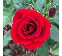 Yougarden Rose 'royal William', Gift Wrapped Established Plant In 4 Litre Pot, Ready To Plant, For Pots, Beds, And Borders
