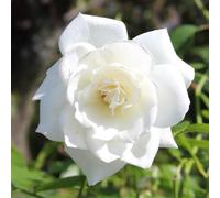YouGarden Rose 'Snow White' 4 Litre Potted