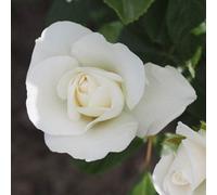 Yougarden Rose 'snow White', Gift Wrapped, 4 Litre Potted